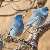 Pinyon Jay